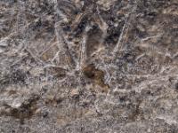 Eiskristallmuster in einer Pfütze